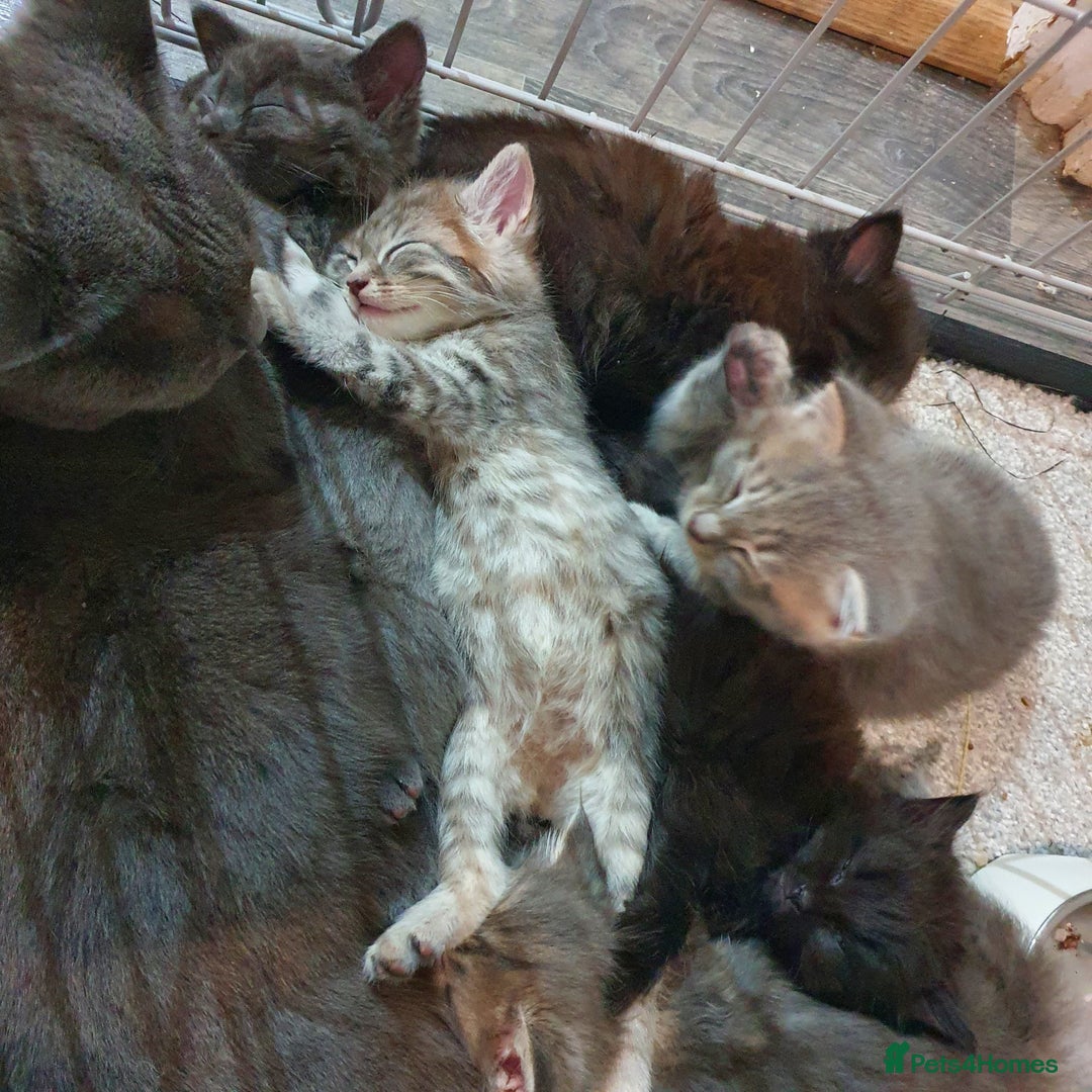 Mixed Breed cats for sale: 5 cute 😍 kittens  - Advert 2