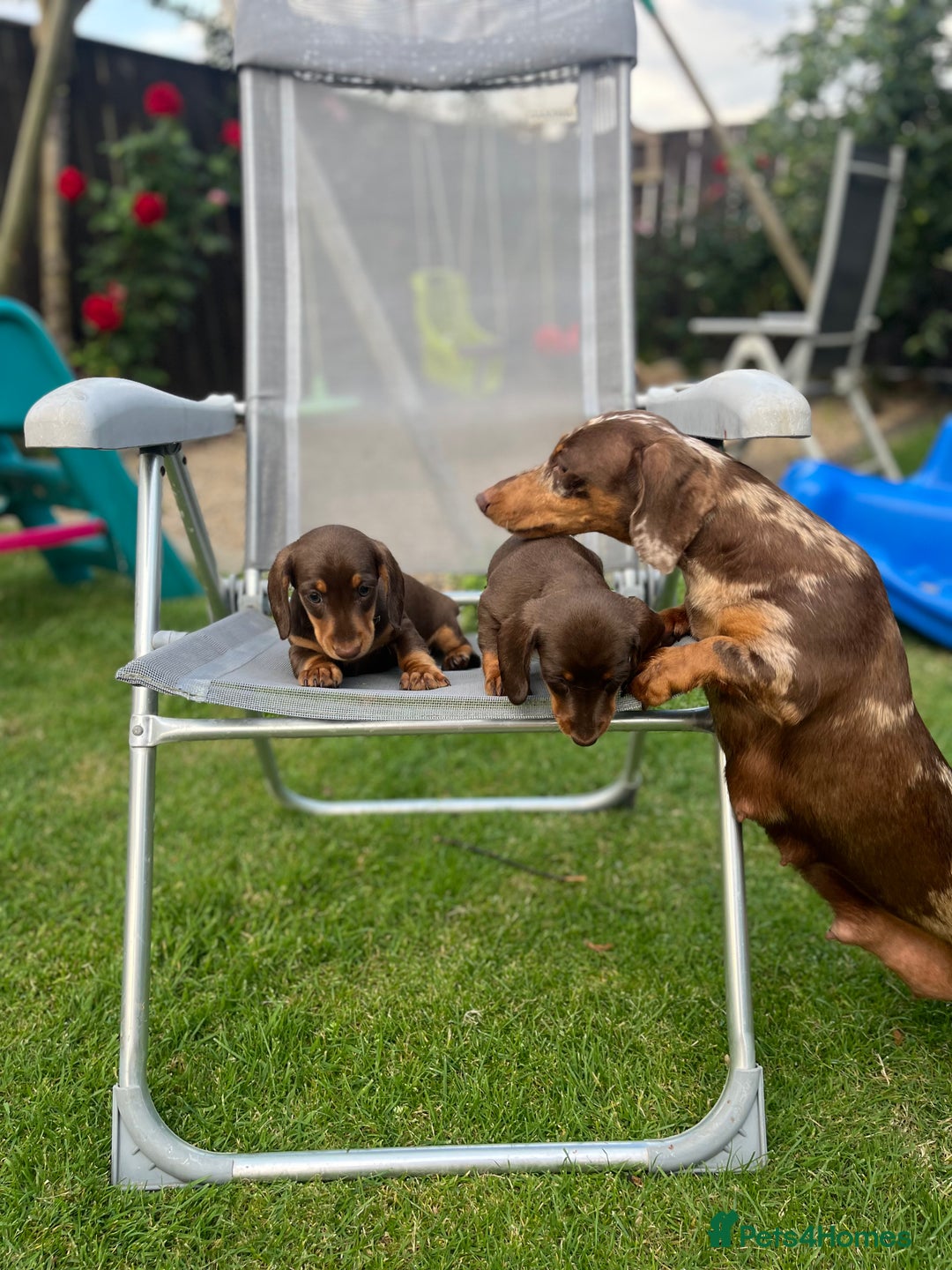 Miniature Dachshund dogs for sale: Miniature dachshund  - Image 6