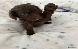 Cockapoo dogs for sale: Toy Cockapoo f1b ready 17th oct - Image 1