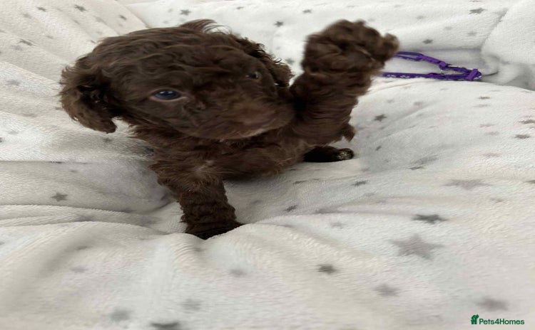 Cockapoo dogs - Advert 1