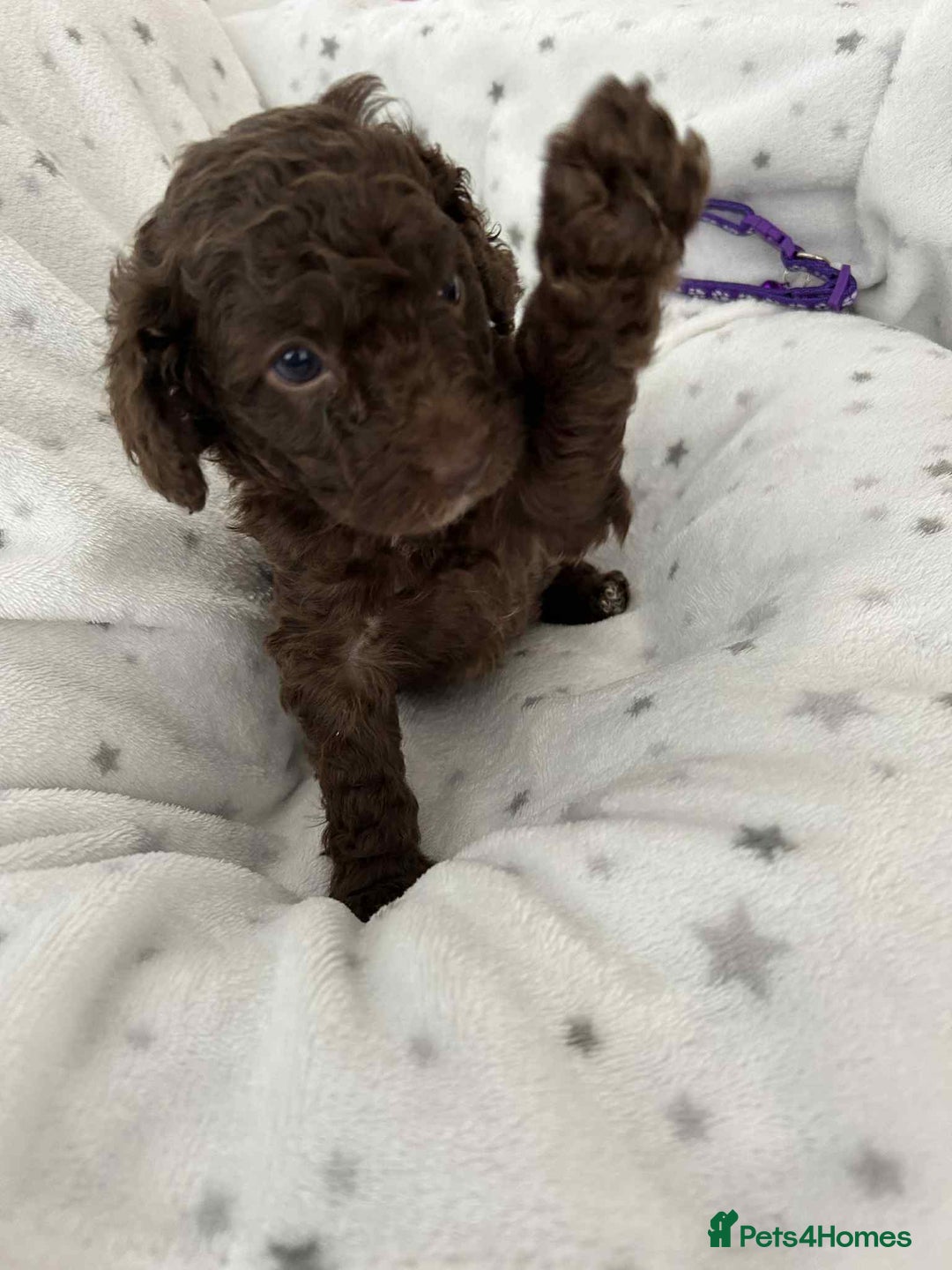 Cockapoo dogs for sale: Toy Cockapoo f1b ready 17th oct - Image 1