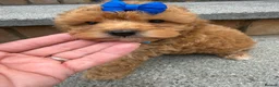Cockapoo dogs for sale: Cockapoo in King's Lynn - Advert 13