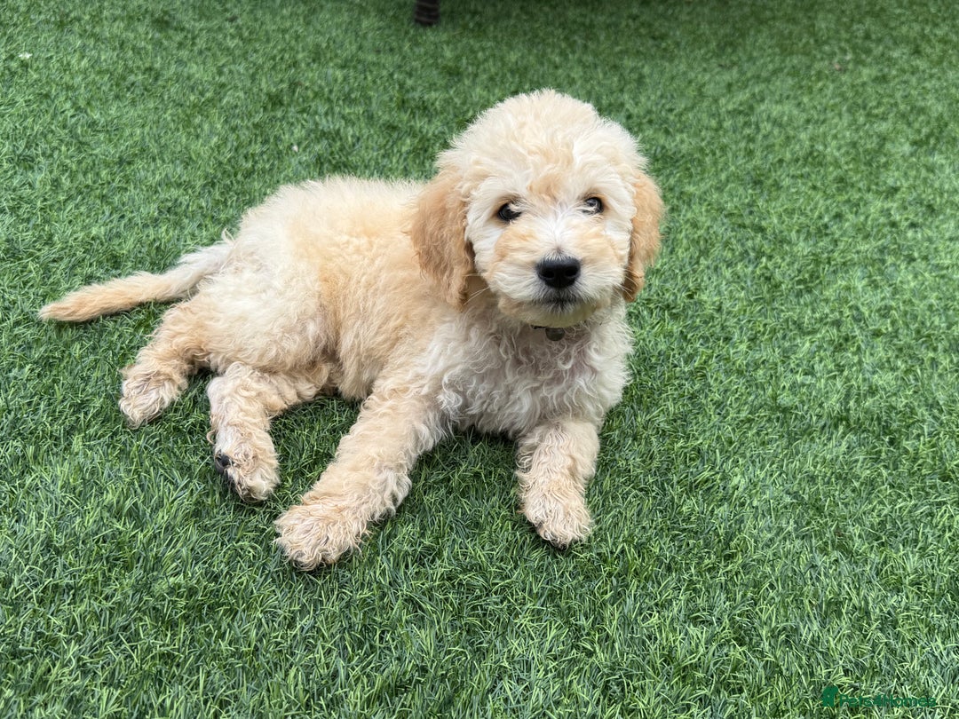 Goldendoodle dogs for sale: F1B GOLDENDOODLE PUPPIES 2 BOYS AVAILABLE  in Farnham - Image 36