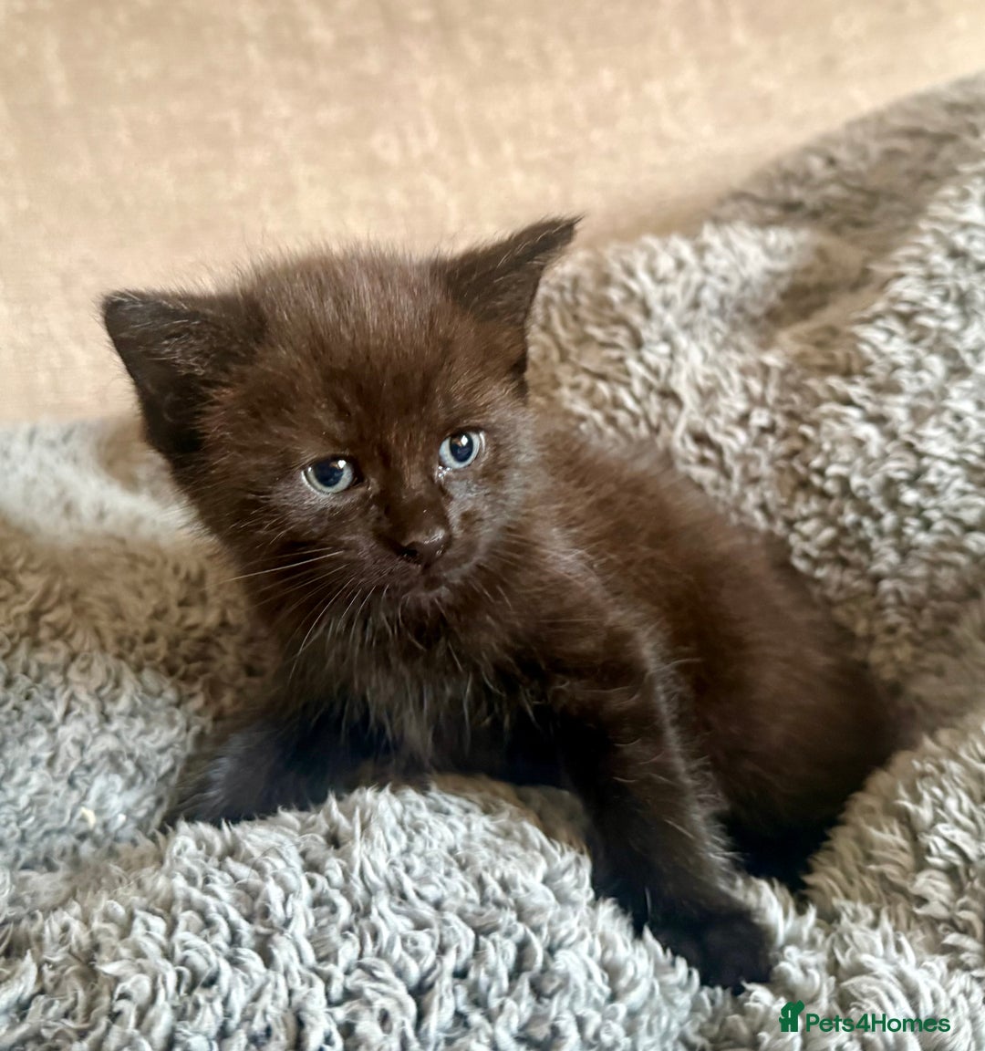 Mixed Breed cats for sale: Adorable kittens  - Advert 5
