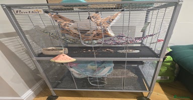 Rat rodents - Advert 4