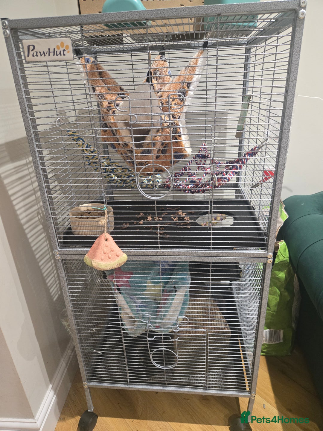 Rat rodents for sale: Baby rats and cage setup (can sell separately) - Image 3