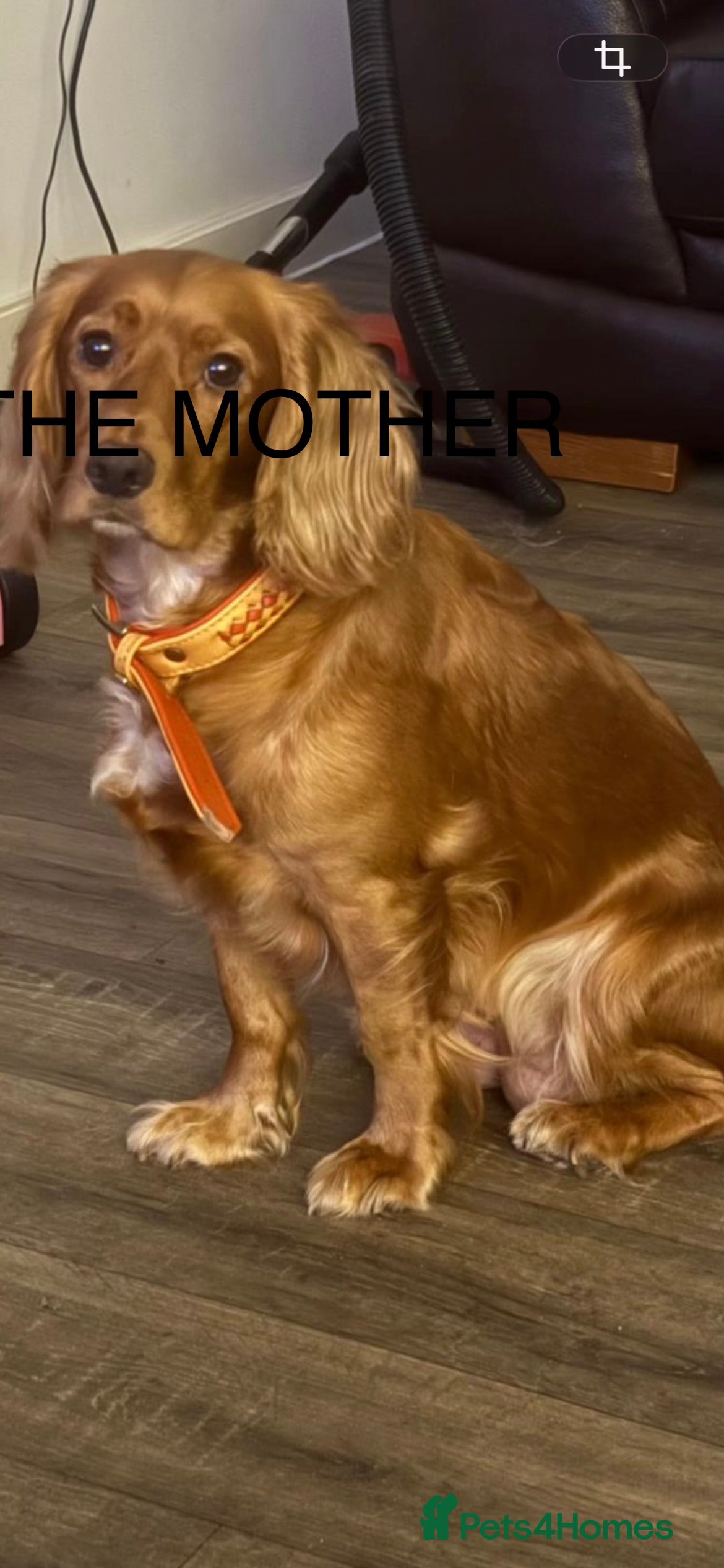 Sprocker dogs SPROCKER SPANIELS PUPPIES  - Advert 2