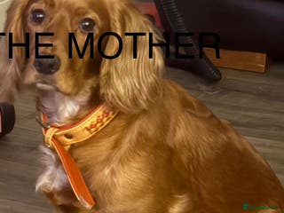 Sprocker dogs SPROCKER SPANIELS PUPPIES - Advert 3