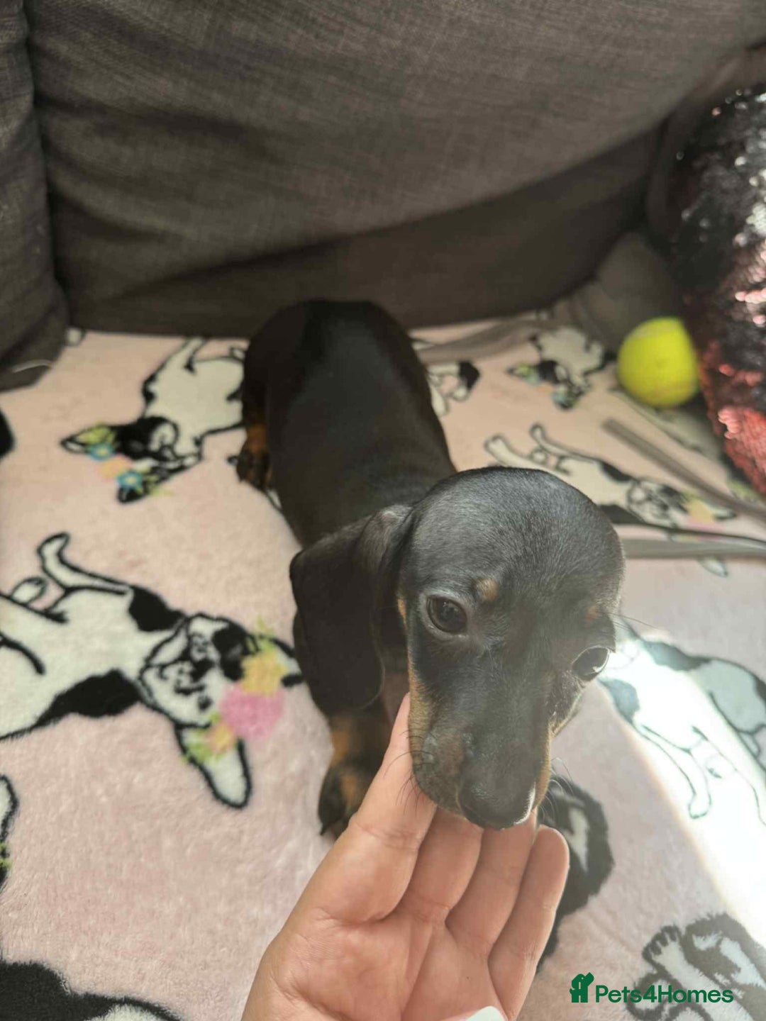 Miniature Dachshund dogs for sale: Miniature dachshund puppies  - Image 8