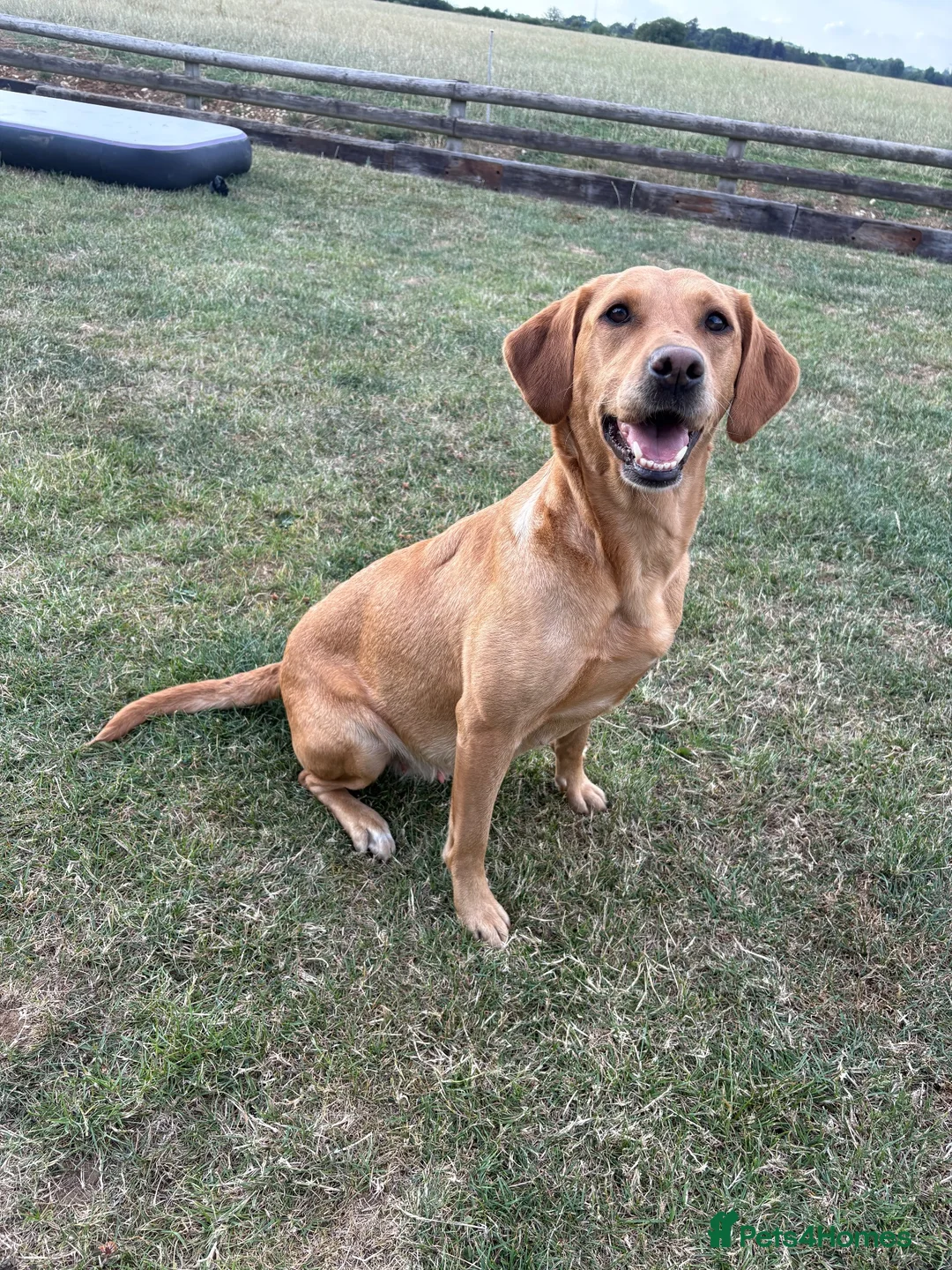 Labrador Retriever dogs for sale: 7 Gorgeous Labrador puppies in Towcester - Advert 2