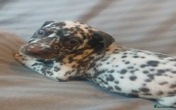 Dalmatian dogs for sale: Dalmatian Ready to home 1×girl 1× boy(£550)) - Image 25