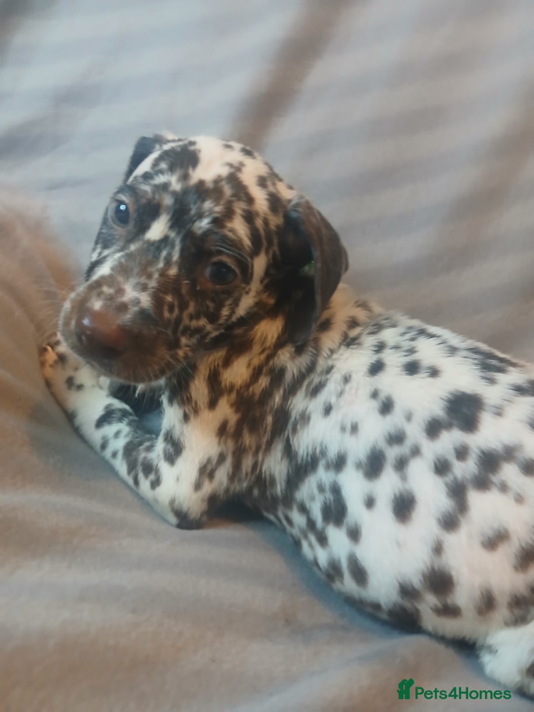 Dalmatian dogs for sale: Dalmatian Ready to home 1×girl 1× boy(£550)) - Image 25