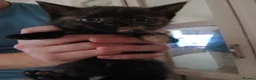 Mixed Breed cats for sale: 5 Beautiful Kittens Looking for Forever Homes - Advert 2