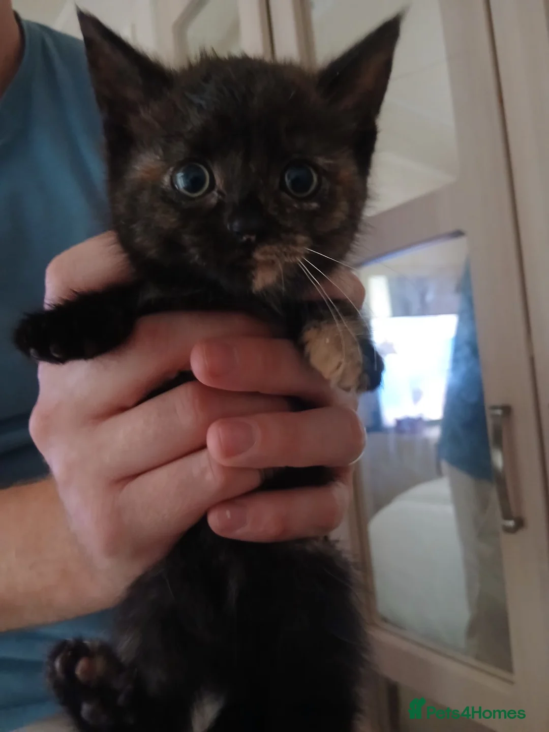 Mixed Breed cats for sale: 5 Beautiful Kittens Looking for Forever Homes - Advert 2