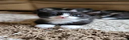 Mixed Breed cats for sale: Beautiful British long and short hair litter  in Worcester - Advert 4