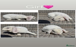 Mini Lop rabbits for sale: 1 female purebred mini lop & 2 female plush lops - Image 2