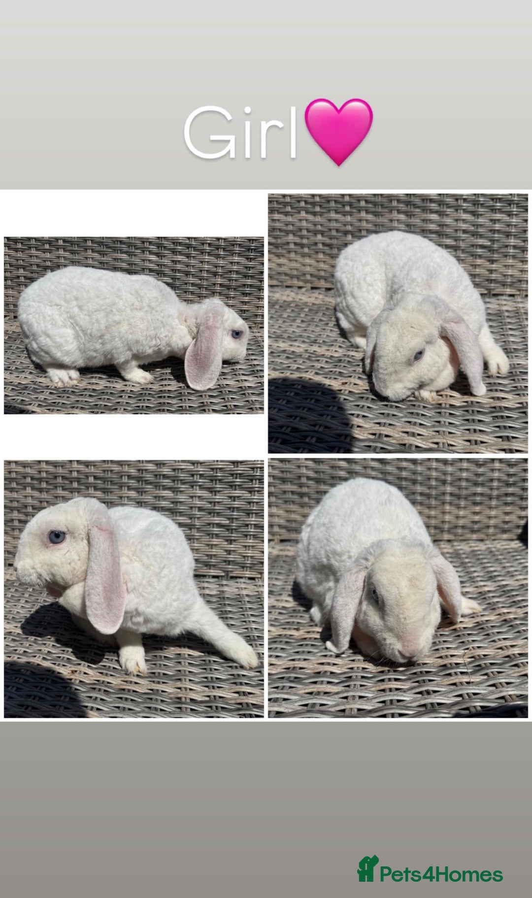 Mini Lop rabbits for sale: 1 female purebred mini lop & 2 female plush lops - Image 2