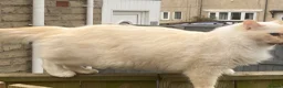 Ragdoll cats for sale: Stunning Flamepoint Ragdoll Queen - Advert 5