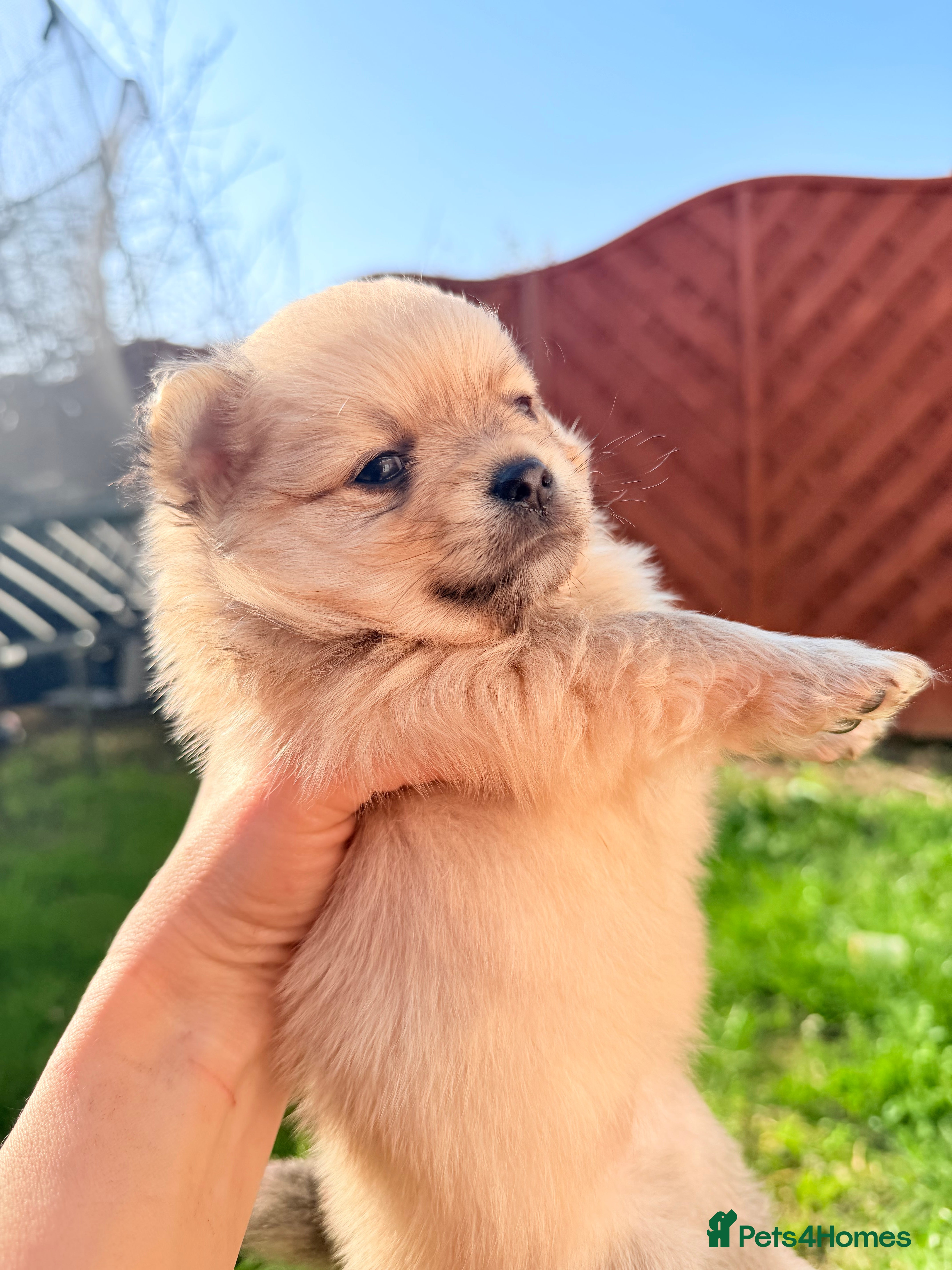 Pomeranian dogs Pair of Gorgeous Puppy Boys  - Advert 1