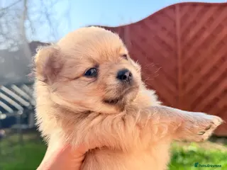 Pomeranian dogs Pair of Gorgeous Puppy Boys - Advert 1