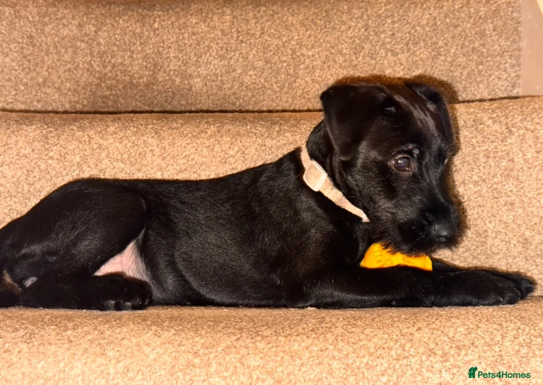 Patterdale Terrier dogs for sale: Patterdale bitch 3 months old  - Advert 4
