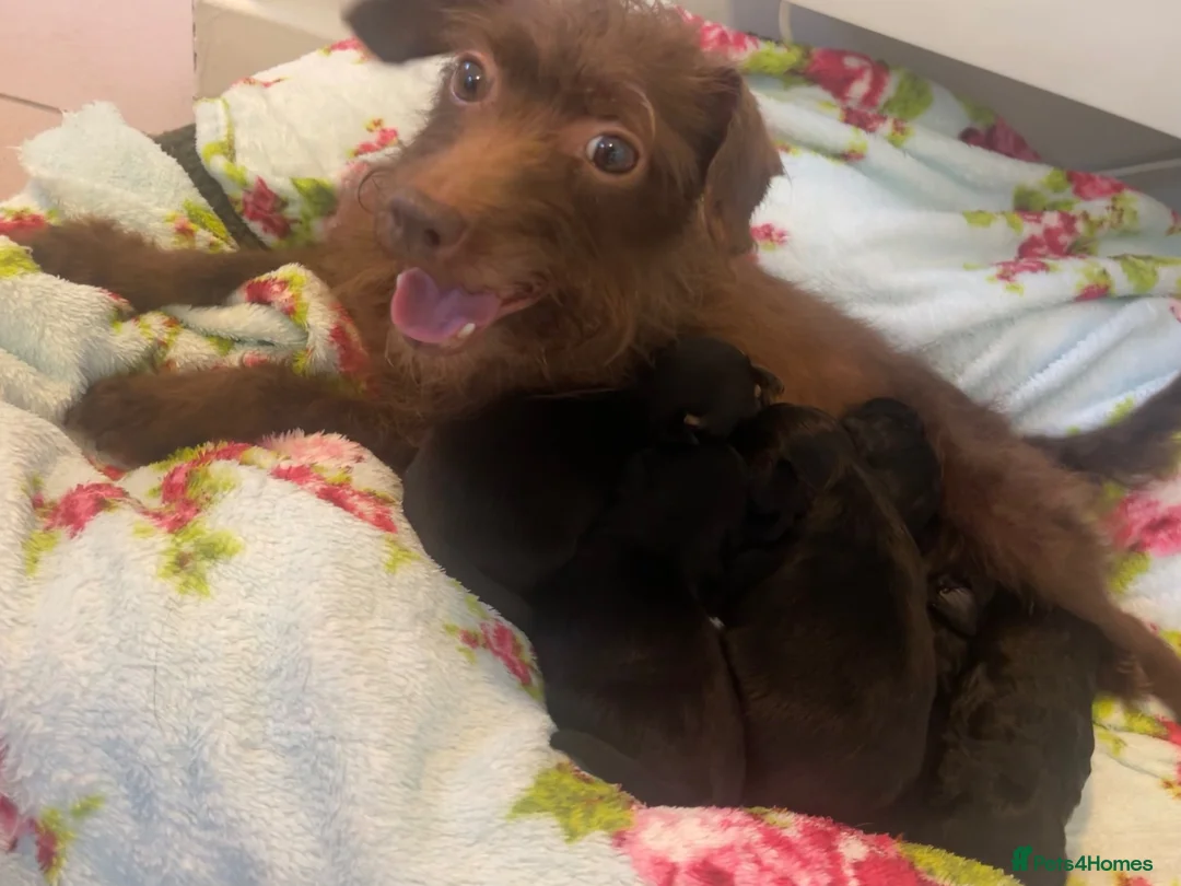 Jackapoo dogs for sale: Quality Jack Russel/Jackapoo Puppies 🐶  - Advert 2