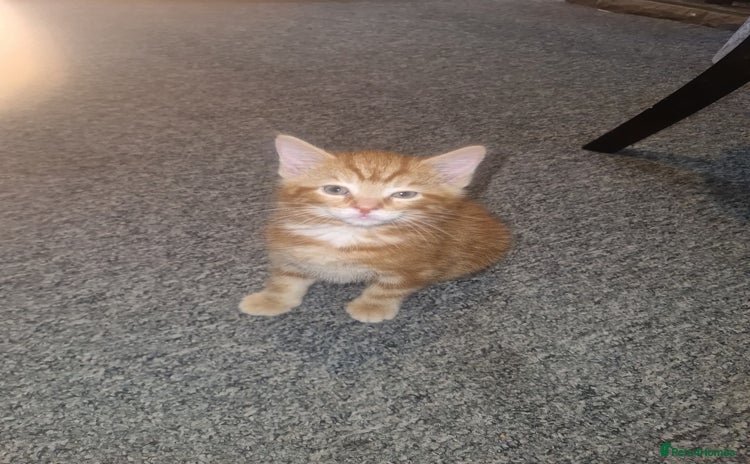 Mixed Breed cats for sale - Advert 1