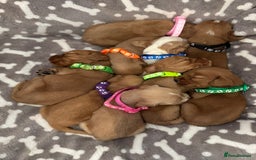 Cocker Spaniel dogs for sale: 🐾 🌟 Exceptional Show Type Cocker Spaniels 🐾 🌟 - Image 14