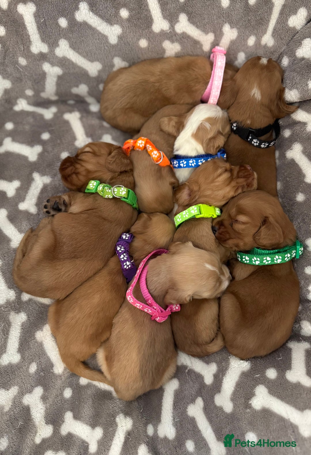 Cocker Spaniel dogs for sale: 🐾 🌟 Exceptional Show Type Cocker Spaniels 🐾 🌟 - Image 14