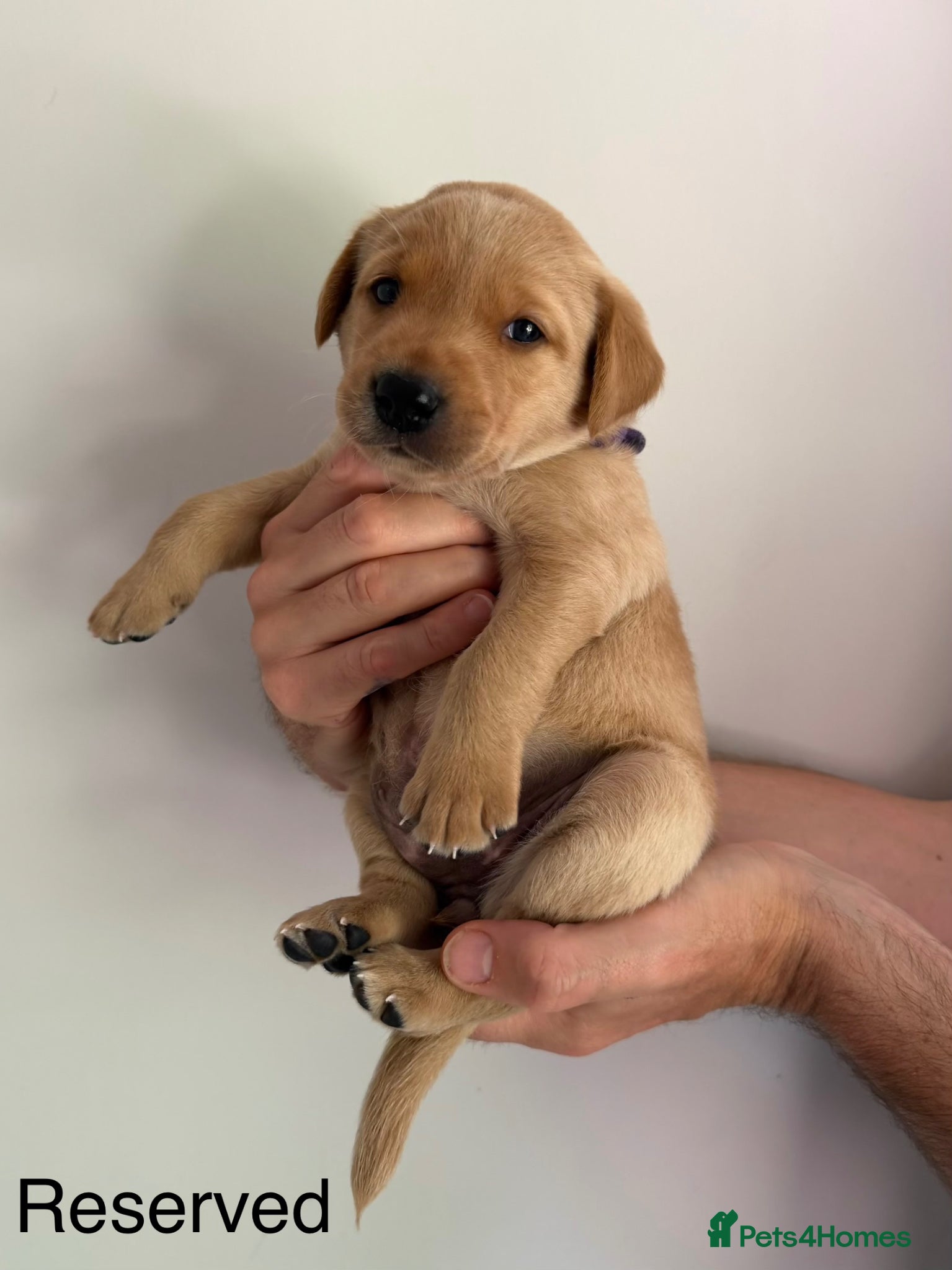 Labrador Retriever dogs Labrador Retriever Puppies (9th generation) - Advert 2