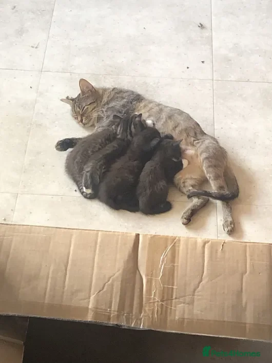 Mixed Breed cats 4 Lovely Kittens  - Advert 3