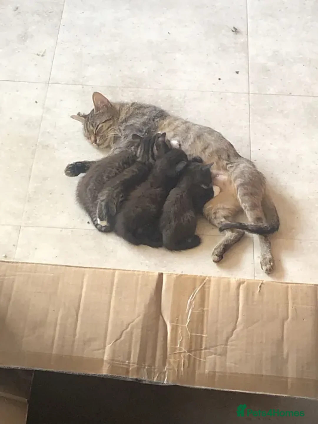 Mixed Breed cats for sale: 4 Lovely Kittens  - Advert 1