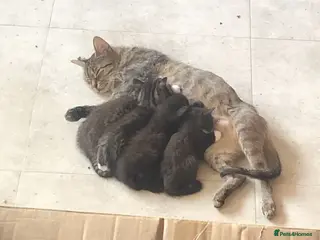 Mixed Breed cats 4 Lovely Kittens - Advert 3