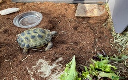 Tortoise reptiles for sale: Horsefield tortoise for sale - Image 11
