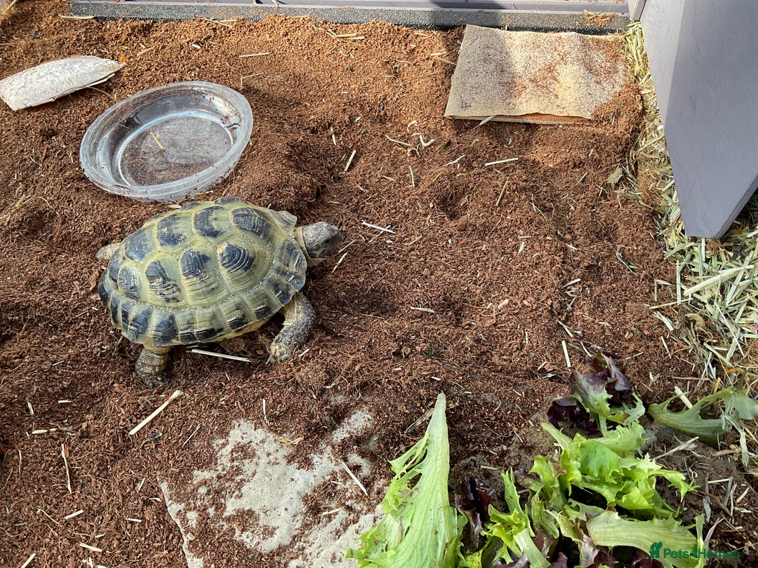 Tortoise reptiles for sale: Horsefield tortoise for sale - Image 11