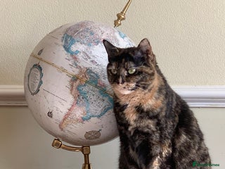 Mixed Breed cats Two Beautiful Black Female cats - Indoor Only - Advert 6