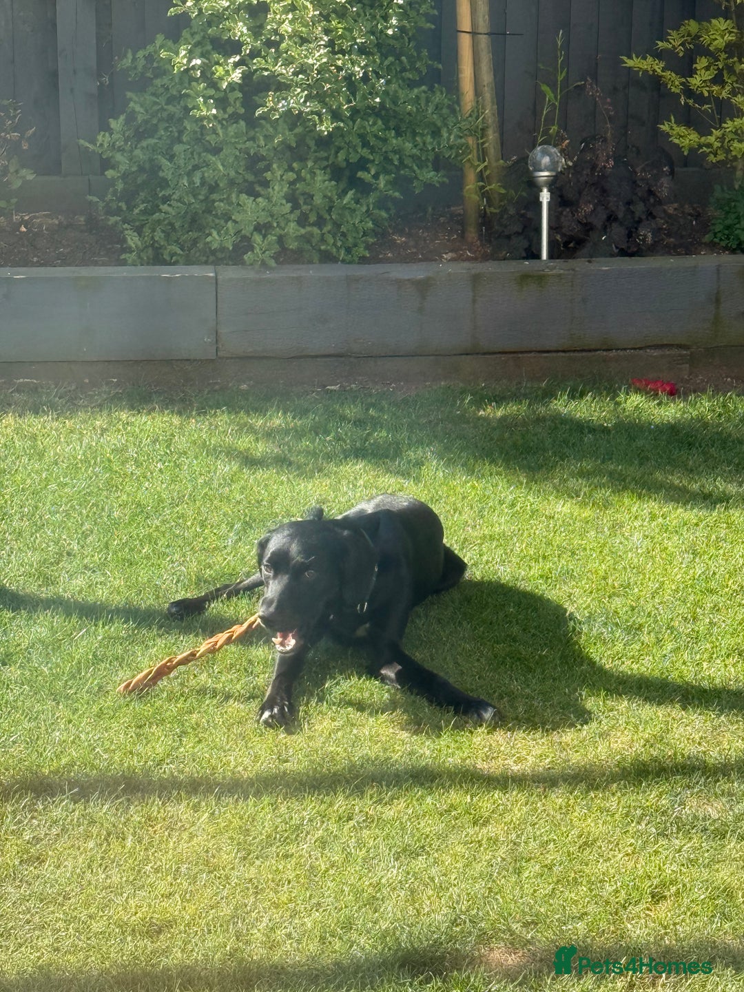Mixed Breed dogs for sale: Australian Kelpie X Cocker Spaniel - Image 9