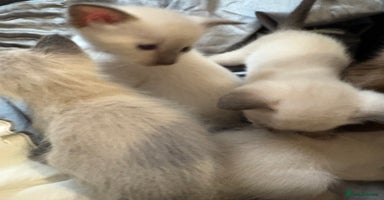 Siamese cats - Advert 12