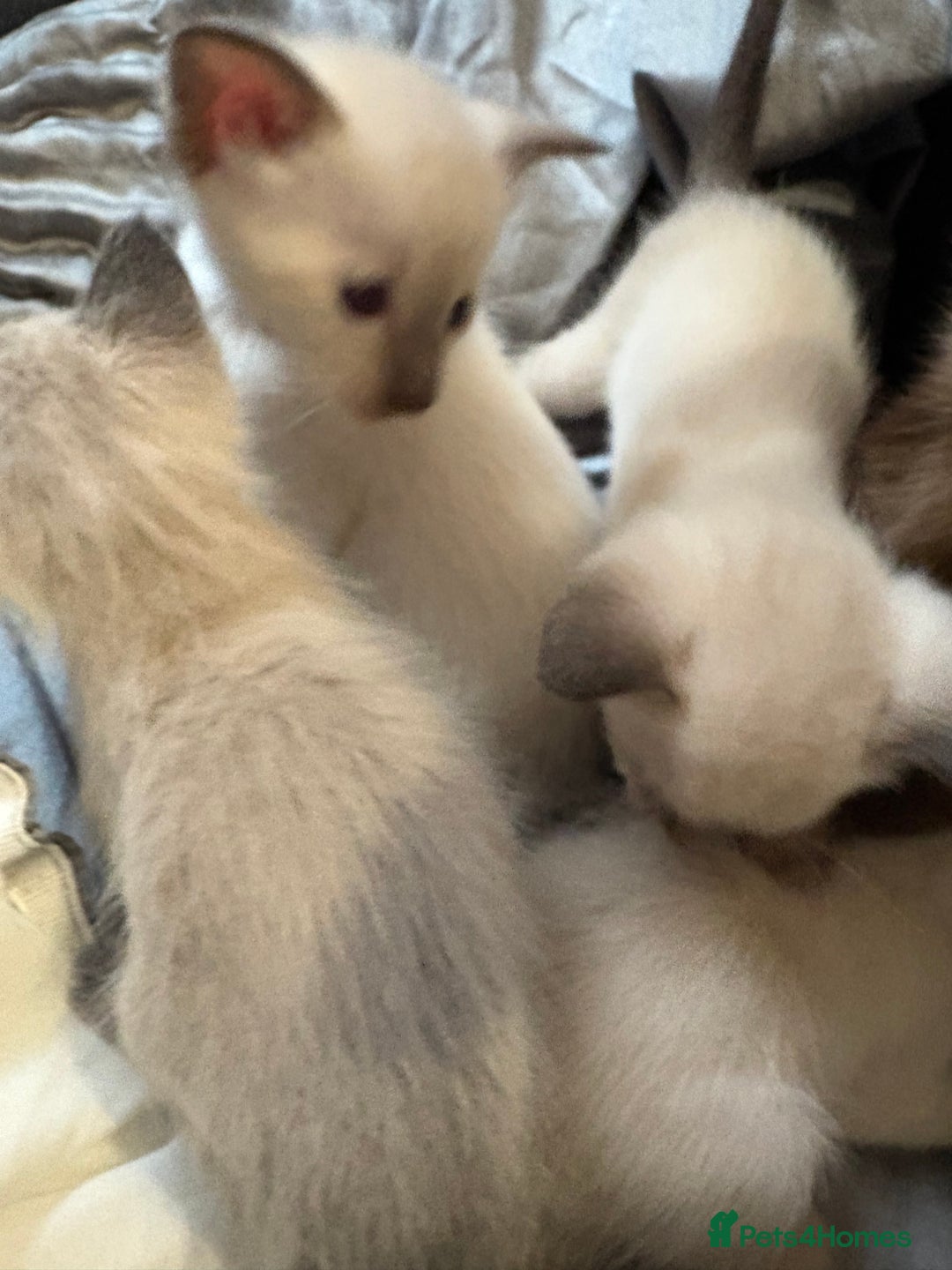 Siamese cats for sale: Traditional Siameses Only 2 available to reserve - Image 3