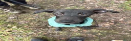 Lurcher dogs for sale: One year old Lurcher  - Advert 4
