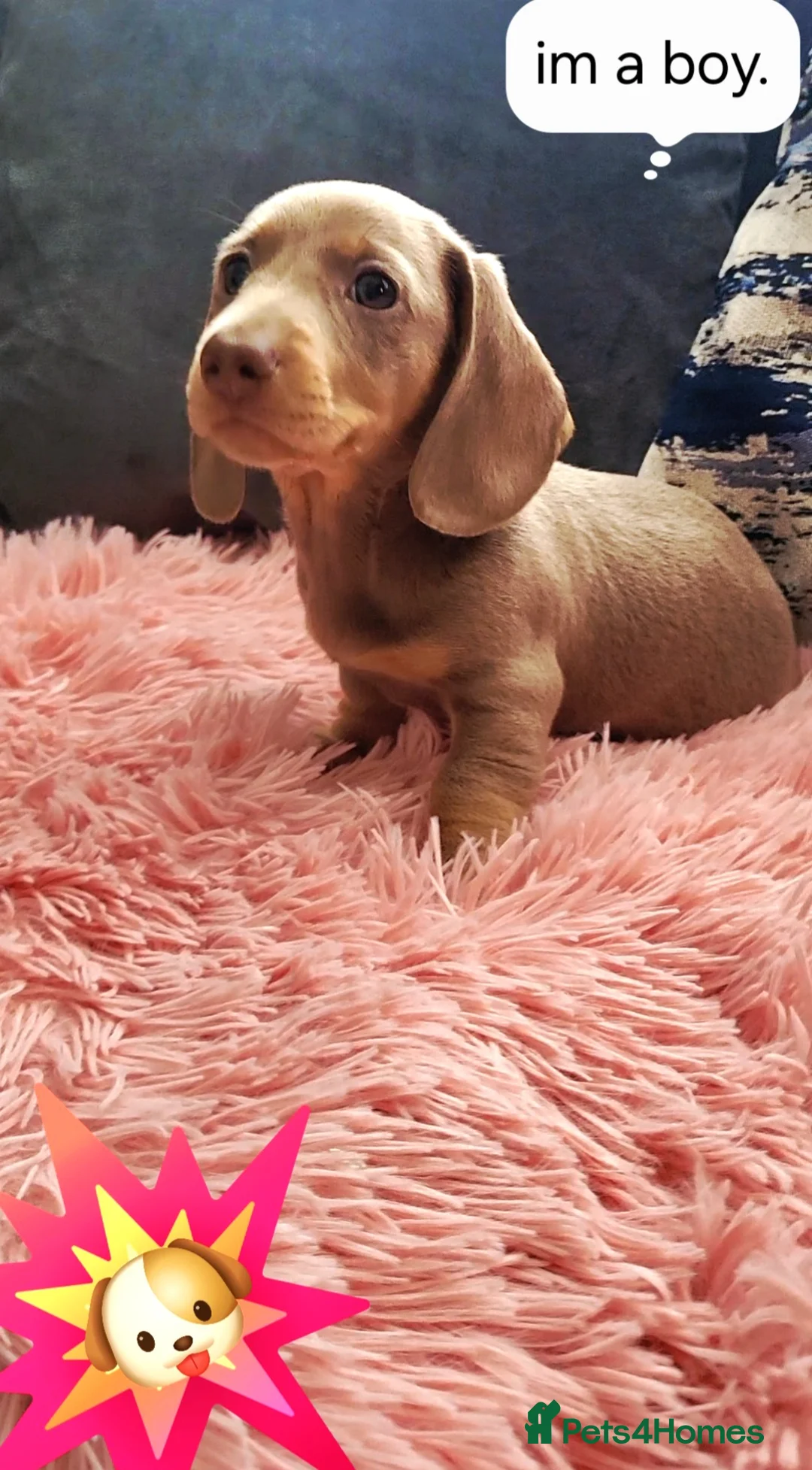 Miniature Dachshund dogs for sale: Minature dachshunds puppies "7 weeks old" - Advert 8
