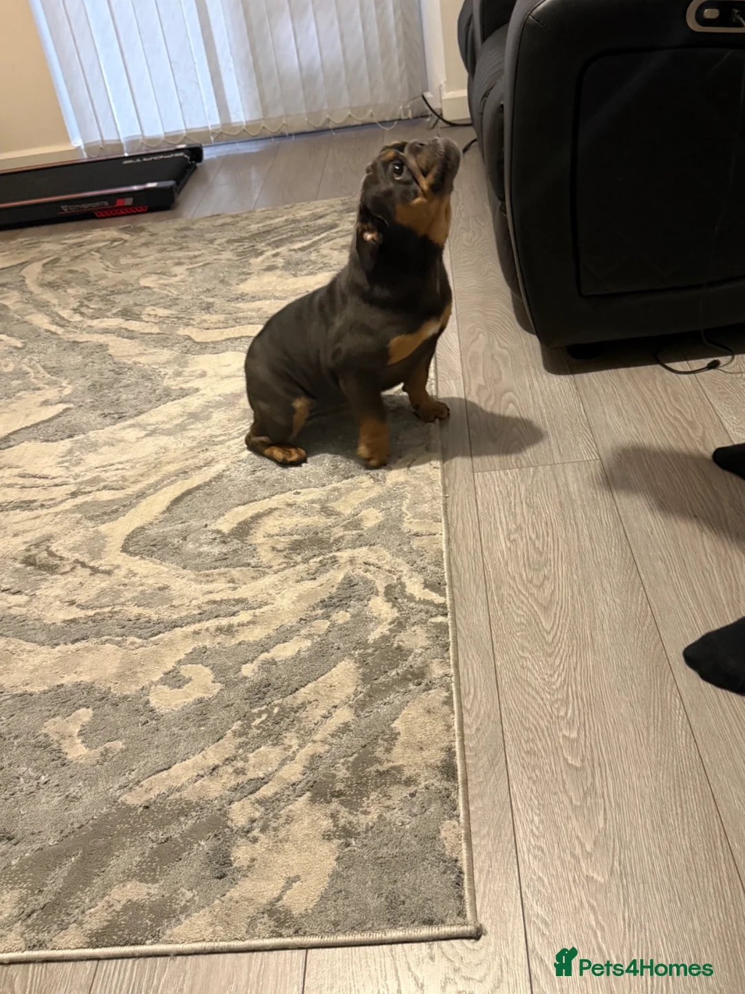 English Bulldog dogs for sale: Female English bulldog blue/tan in Birmingham - Advert 4
