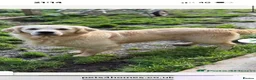Golden Retriever dogs for sale: ⭐️ health tested golden retrievers ⭐️ - Advert 10