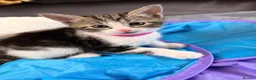 Mixed Breed cats for sale: Beautiful 7 kittens looking for forever homes - Advert 28