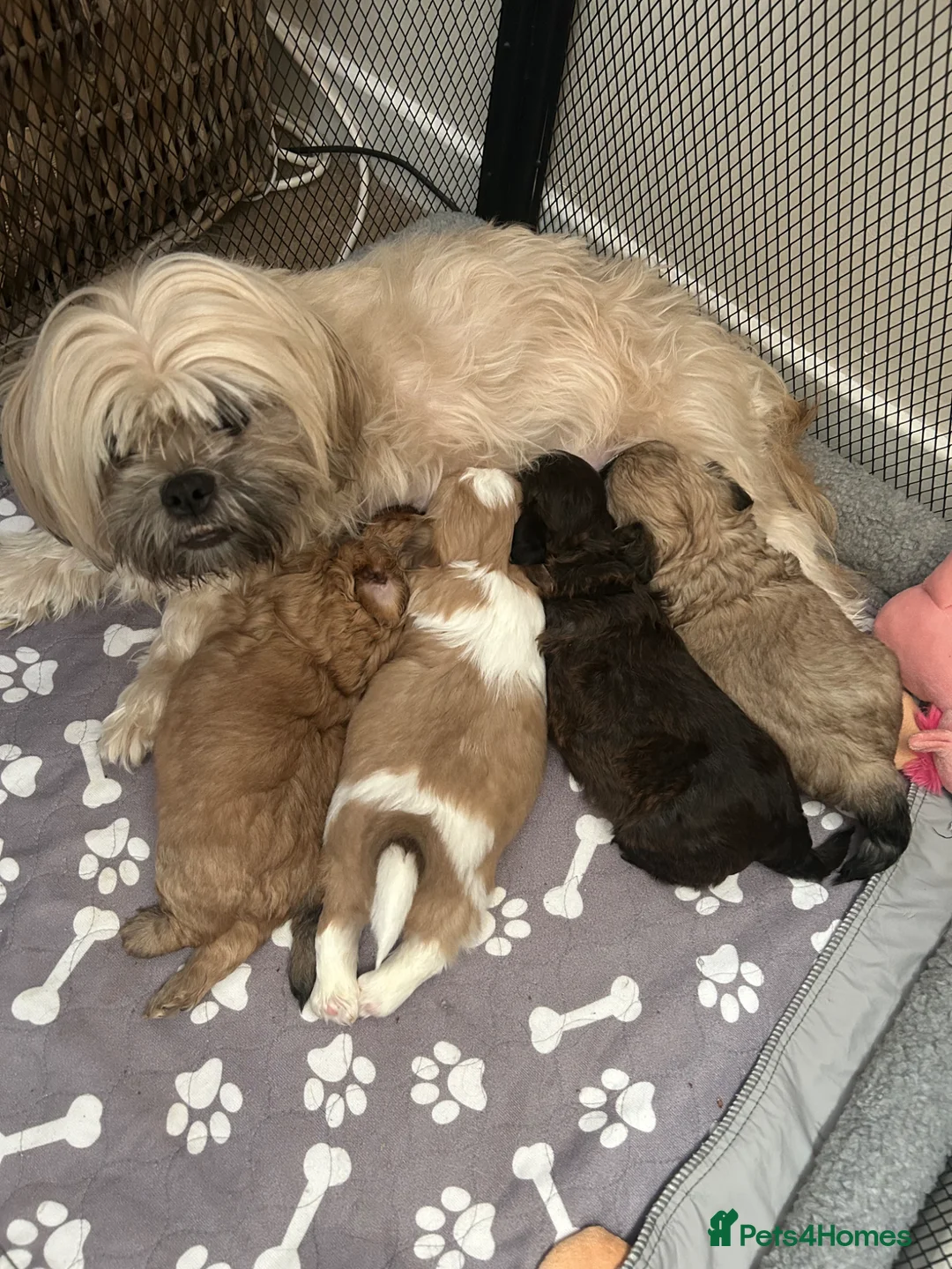 Shihpoo dogs for sale: Hypoallergenic Shitpoo Wee Boys in Elgin - Advert 2