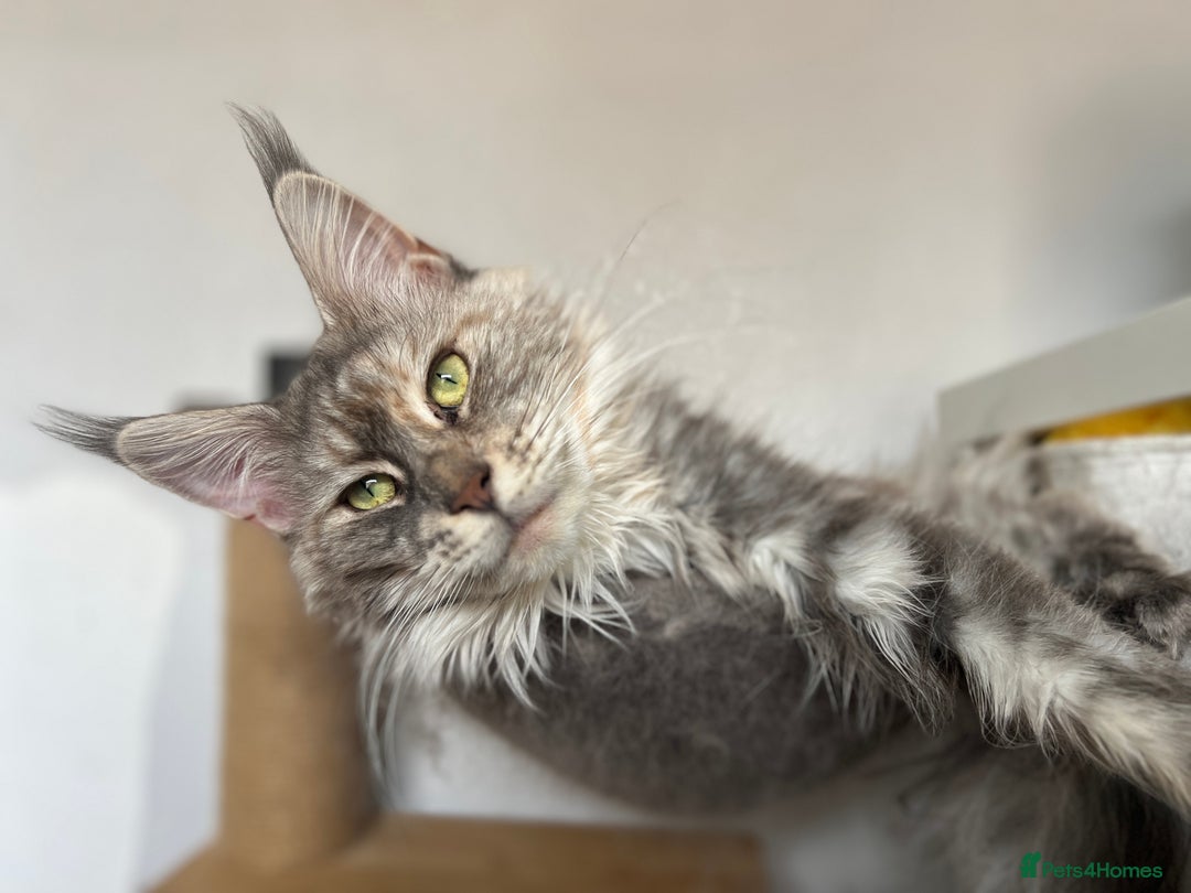 Maine Coon cats for sale: Registered pedigree maine coon for sale - Advert 32