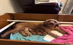 Cockapoo dogs for sale: Gorgeous F1 B cockapoos for sale - Image 1