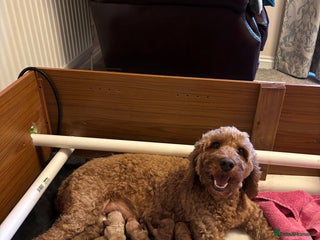 Cockapoo dogs for sale - Advert 1