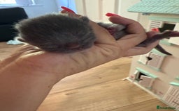Ragdoll cats for sale: Ragdoll x British blue ONE MALE - Image 11