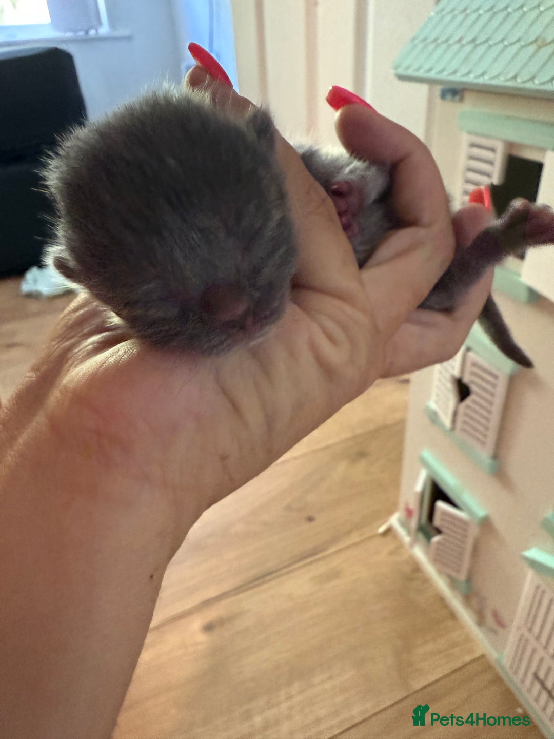 Ragdoll cats for sale: Ragdoll x British blue ONE MALE - Image 11